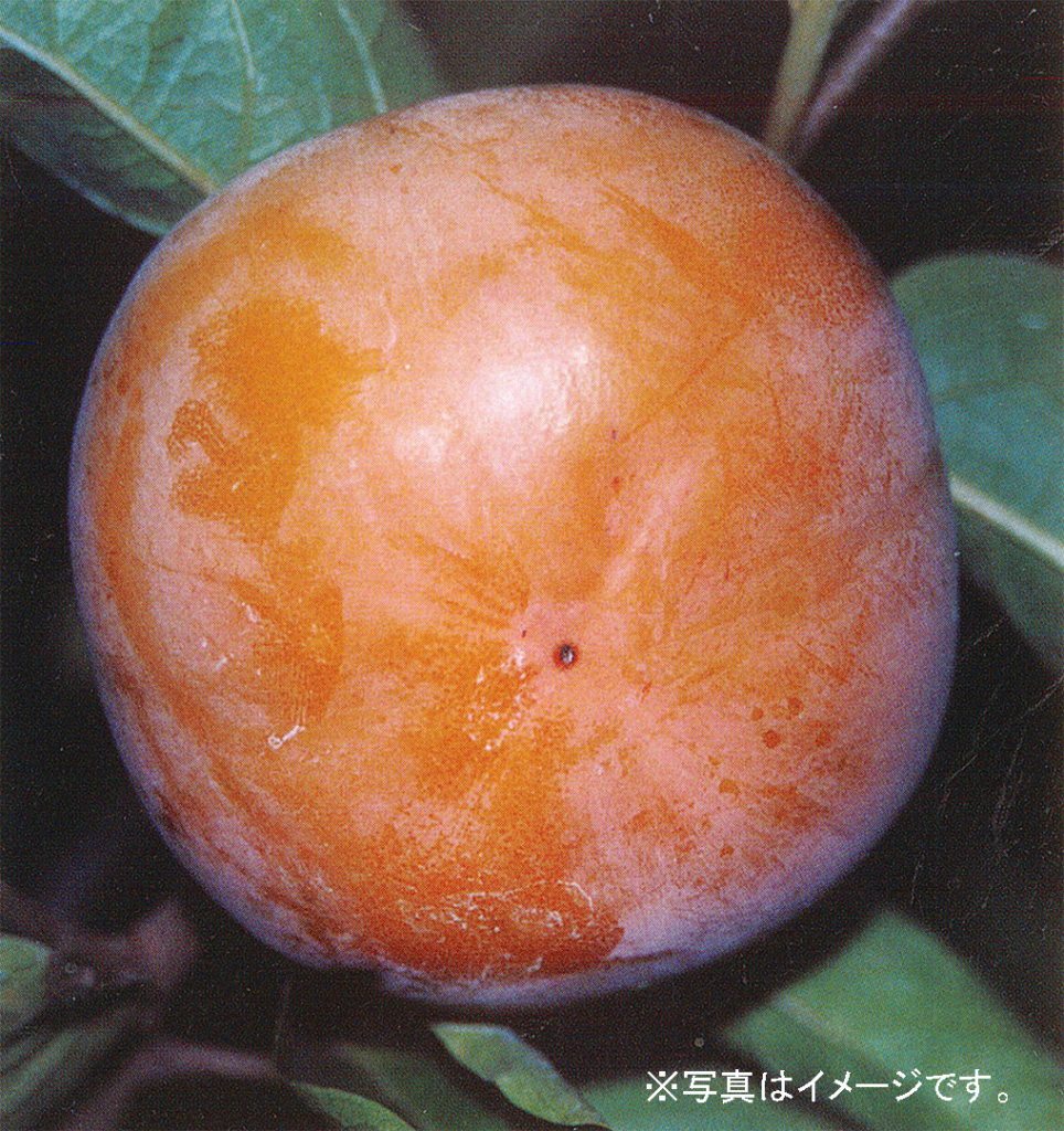 松本早生 茨城農園|果樹苗木の生産・販売卸 かすみがうら市