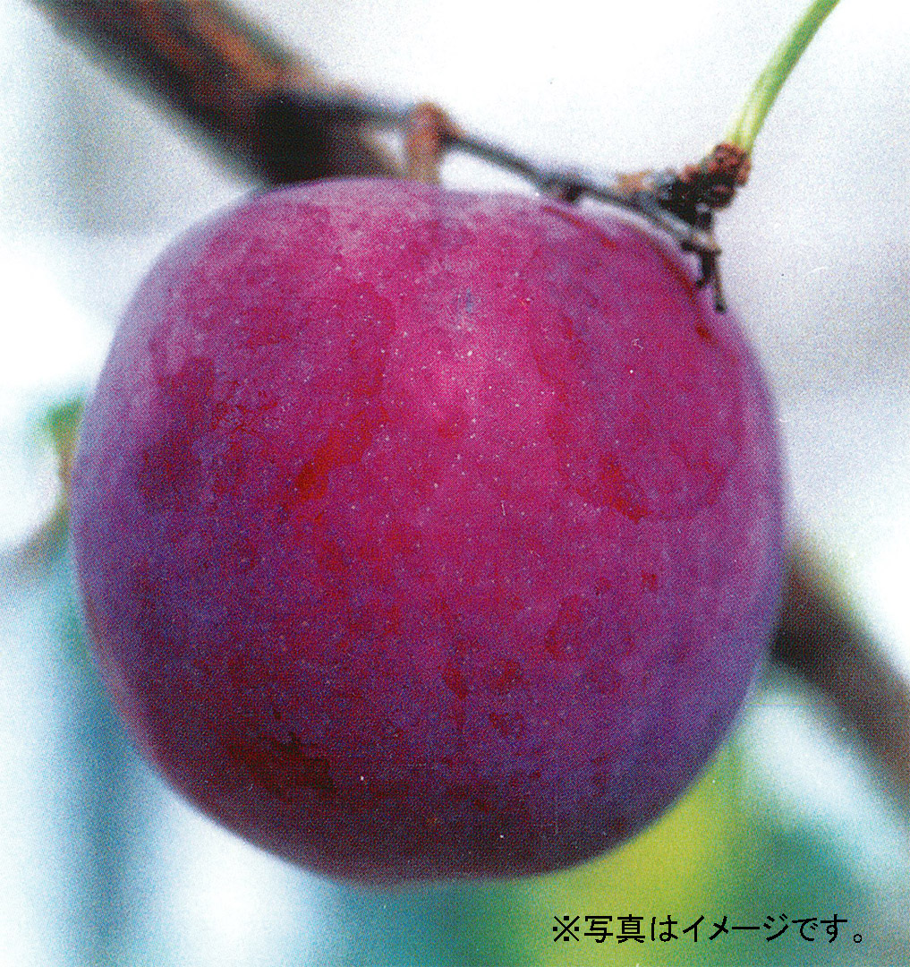 ジャンボすもも “秋姫” | 茨城農園｜果樹苗木の生産・販売卸 かすみがうら市
