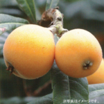 幻の白びわ  茨城農園｜果樹苗木の生産・販売卸 かすみがうら市